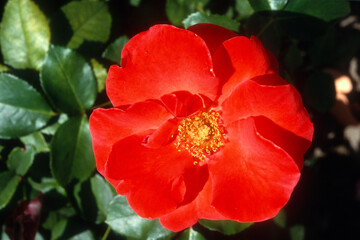 Naklejka premium Rose 'Rusticana',