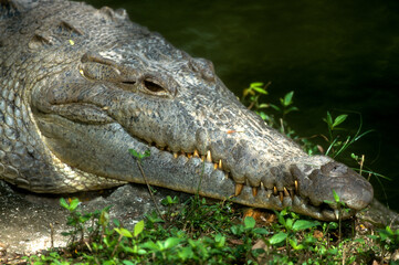 Obraz premium Crocodile de Rio
