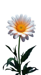 White daisy flower on transparent background