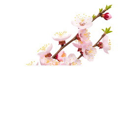 Spring Sakura Blossom Branch Frame Edge, Isolated Subject PNG