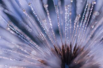 dmuchawiec. © R.Jaszczynski