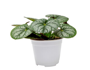 Plant in white plant with variegated green leaves featuring silver veins