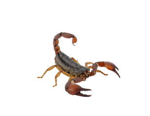 Predatory mortal kombat character with dark gray body and amber legs, curved tail, raised pincers