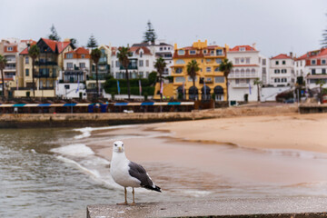 Seagull on Wall at Praia da Ribeira Beach, Cascais, Portugal