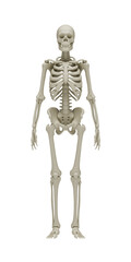 Anatomically accurate 3D rendering of a human skeleton on a transparent background for medical education, healthcare concepts, biological research, orthopedic studies, and scientific visualization.