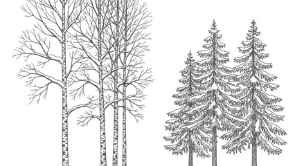 Fototapeta premium Birch and Pine Trees Silhouette Illustration.