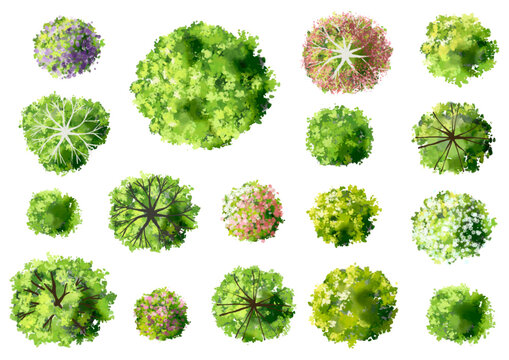 Vector set of Top view green tree for outdoor plan or map and architecture drawing, elements for environment and garden ,botanical elements ,blooming flowers in spring,tropical plants element