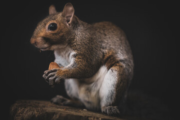 Obraz premium Grey Squirrel Eating Nut on Tree Stump on Dark Background