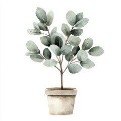 Watercolor illustration of a potted eucalyptus plant with round leaves.