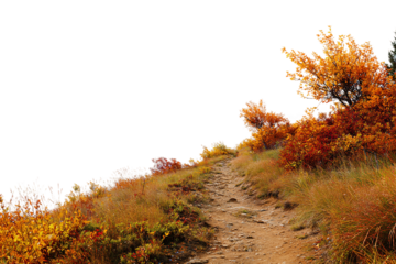 Nature trail with bright foliage isolated on transparent background