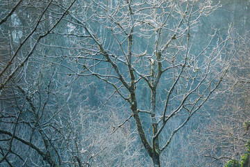 For&ecirc;t en hiver