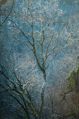 For&ecirc;t en hiver