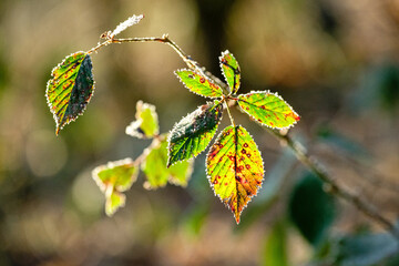 Feuilles de ronces