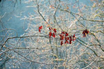 Derni&egrave;res feuilles