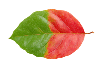 Colorful two-tone leaf isolated on transparent background