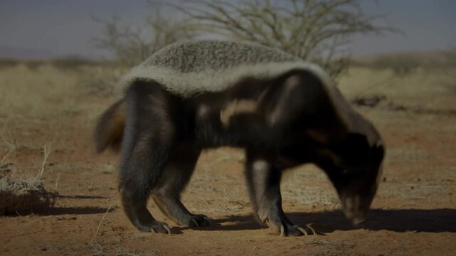 A badger foraging in a dry, arid landscape, capturing the essence of the animal in its natural habitat Stock Video