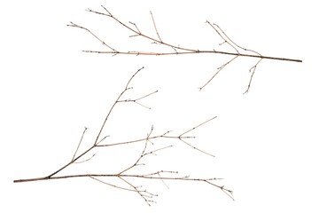 two dry branches of brown color isolated