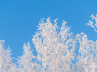 Tree branches in winter covered with snow and frost in snowfall on blue sky background. Frozen tree branches.