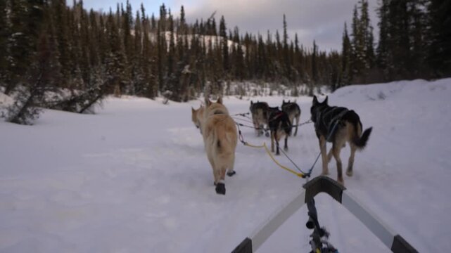 A point-of-view shot from a dog sled as a team of huskies runs down a snowy trail through a dense conifer forest near Mount Lorne, Yukon, Canada