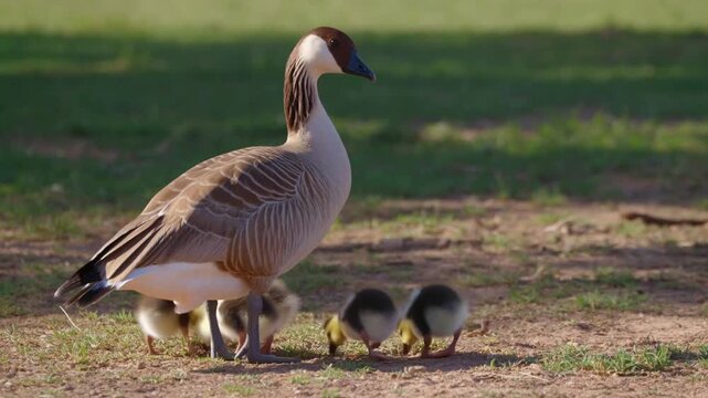A goose with its goslings on the grass field, creating a heartwarming family moment in nature Stock Video
