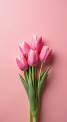 Pink tulips on a pink background with a green stem