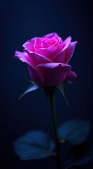 Pink rose with green leaves on a dark background