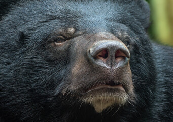 Fototapeta premium Extreme closeup of an asian black bear (Ursus thibetanus), Kuang Si National Park, Luang Prabang, Laos
