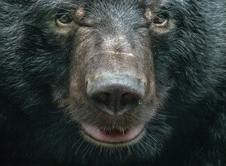 Close encounter with an asian black bear (Ursus thibetanus), Kuang Si National Park, Luang Prabang,...