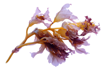 Submerged seaweed floating in ocean isolated on transparent background