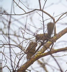 Two eastern gray squirrels trying to cross paths on the same narrow branch