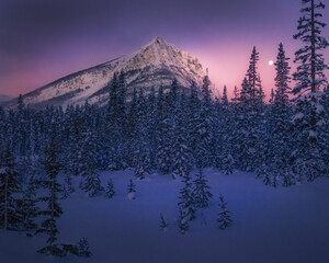 View of snow-laden evergreens meet a majestic, snow-dusted mountain peak under a gradient sky painted with hues of lavender and rose, Banff, Alberta, Canada.