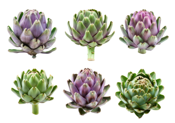 Set of Green artichoke with a purple base is isolated on a white background