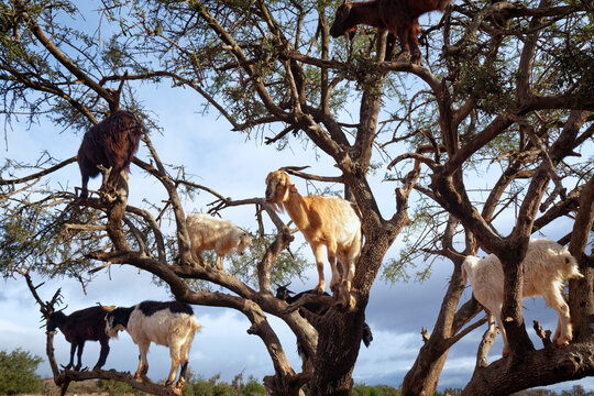 Goats in an argan tree, Souss-Massa, Morocco.