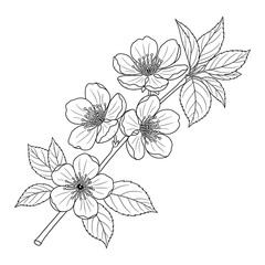 Floral Branch Line Art Illustration &ndash; Elegant Black and White Blossom Flowers with Leaves in Detailed Botanical Outline Vector Design