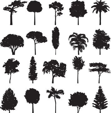 A detailed vector illustration showcasing a solitary tree possibly a silhouette created with adobe illustrator