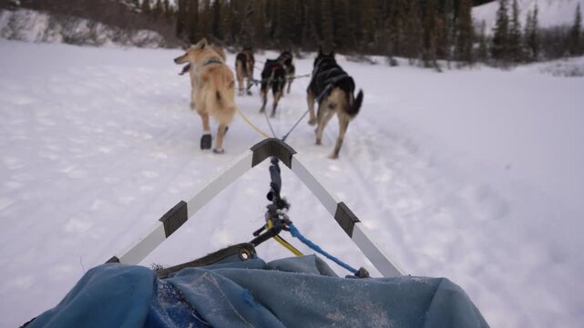 A tourist's point-of-view from a dogsled as a team of huskies pulls them through a scenic, snowy trail near Mount Lorne, Yukon