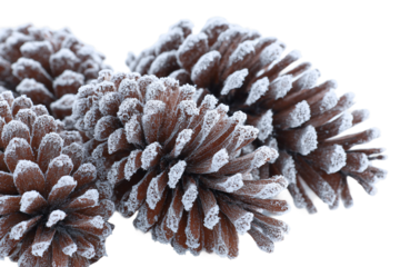 Snowy pine cones on forest floor isolated on transparent background