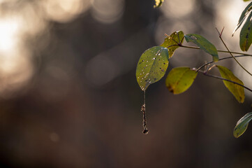 冬の夕光に透ける木の葉とクモの糸