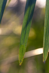 冬の夕日に透けるシュロの葉脈と美しい玉ボケ