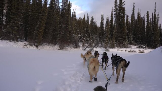 A tourist's point-of-view from a dogsled as a team of huskies pulls them through a scenic, snowy forest trail near Whitehorse, Yukon