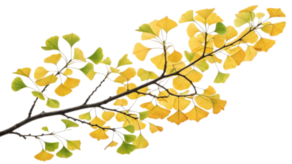 A Branch of Ginkgo Biloba Tree with Yellow and Green Leaves tree branch yellow leaves