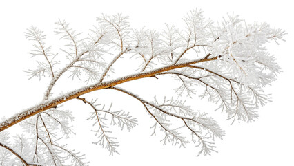 A Branch of a Tree Covered in Frost and Snow winter