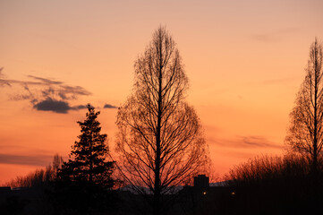 オレンジ色に染まる冬の夕暮れと木々のシルエット