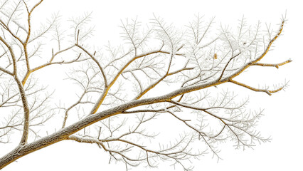Fototapeta premium Bare Tree Branches with Frost Covering Against White Background intricate patterns delicate