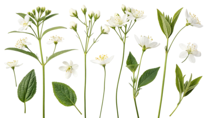 Eight White Flowers with Green Leaves on a Pixelated Background floral nature