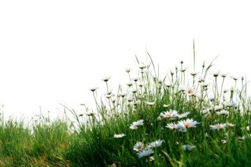 Meadow under star-filled sky isolated on transparent background