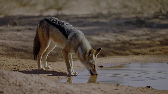 A jackal drinking water in arid terrain. The jackal's fur has a mix of tan and grey hues and it is drinking from a small pool. The image shows the jackal in its natural environment Stock Video