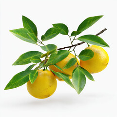 Close Up 3D Render of Yuzu Fruits and Leaves on a White Background