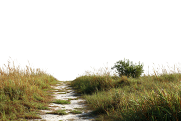 Tranquil grass-lined path in coastal area isolated on transparent background