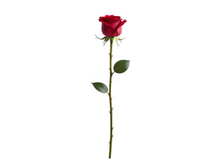 Red rose on a tall stem with glossy petals and thorny green stem against white background